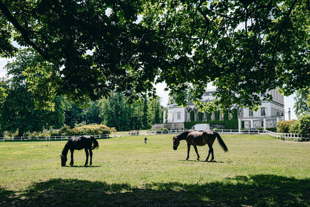 Château de Drogenbos Horses Trees Nature Choux de Bruxelles